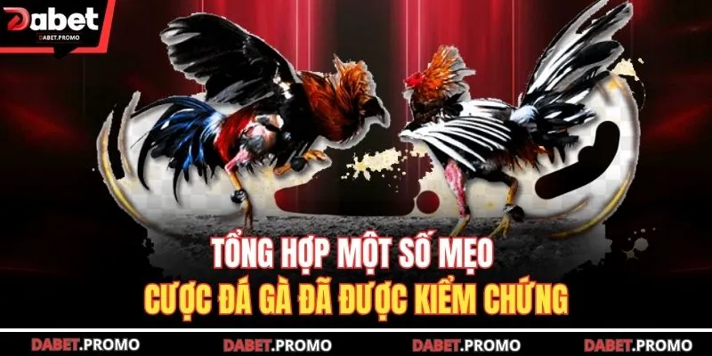 Tổng hợp một số mẹo cược đá gà đã được kiểm chứng